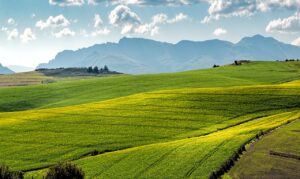 Landwirtschaft